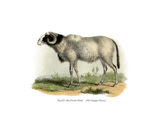 Fezzan Sheep
